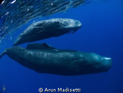 new addition
The larger one below is almost 10, the uppe... by Arun Madisetti 